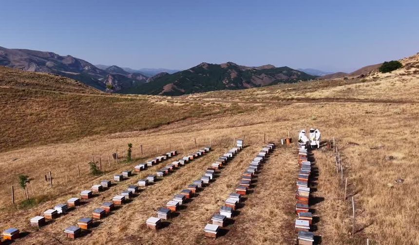 Tunceli yaylalarında Munzur Balı hasadı: 10 gün süren zorlu mesai