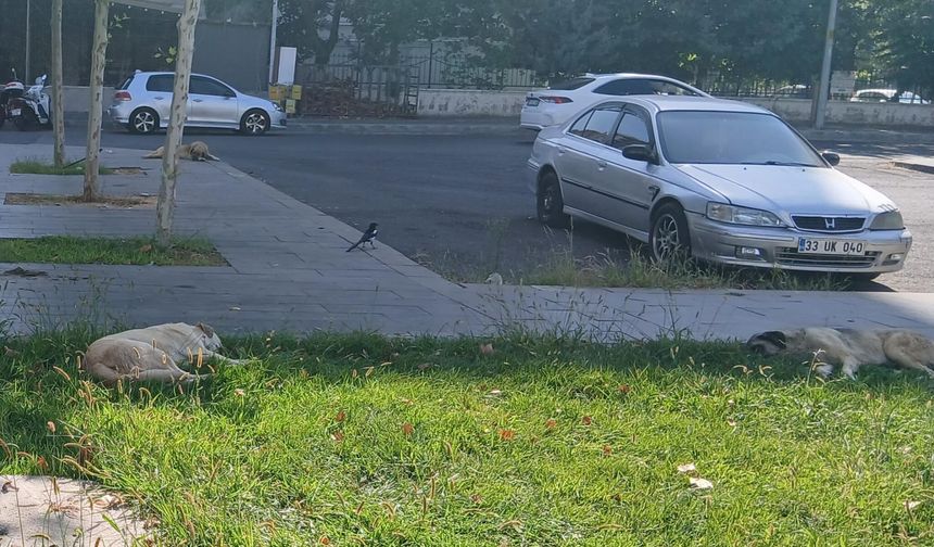 Korku Yeşil Alanları Sardı: Kayapınarlılar Güvenli Sokaklar İstiyor