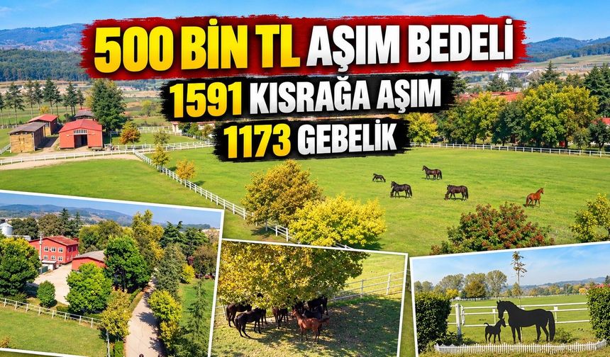 1973'ten beri hizmet veriyor: 715 dönümde İngiliz atları yetiştiriliyor