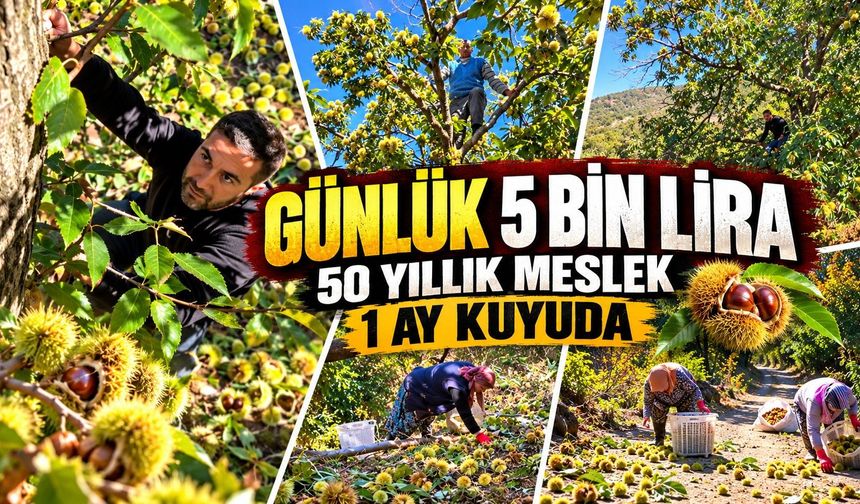 20 metre yüksekte kestane hasadı: Sırıkçıların tehlikeli mesaisi