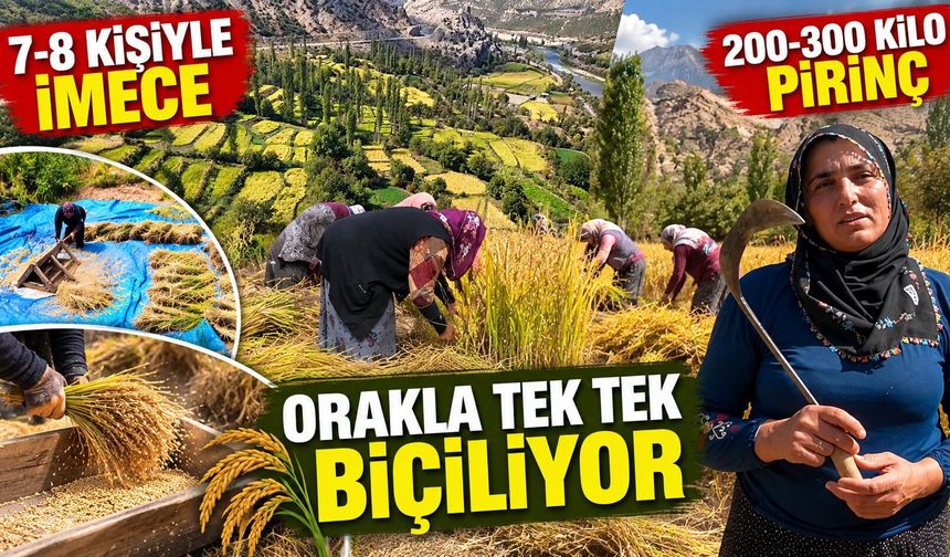 7-8 komşu bir araya geliyor: Çeltik hasadı böyle yapılıyor