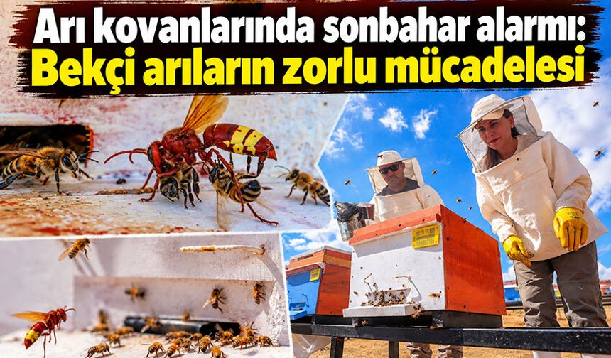 Arı kovanlarında sonbahar alarmı: Bekçi arıların zorlu mücadelesi