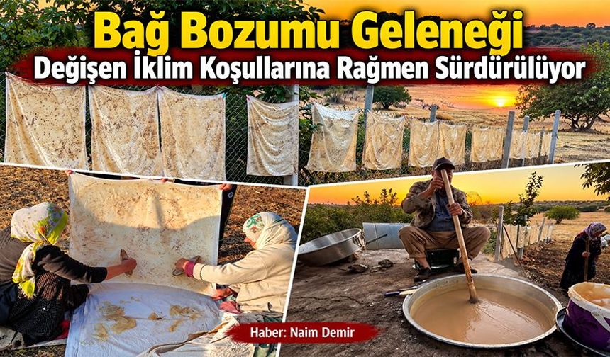 Bağ Bozumu Geleneği Değişen İklim Koşullarına Rağmen Sürdürülüyor