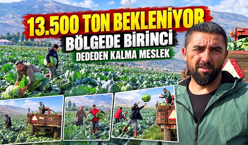 Bölgede 1'inci, Türkiye'de 10'uncu: Muş'ta Lahana hasadı başladı