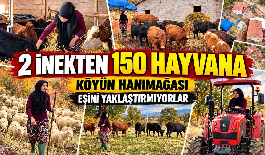 2 inekle başladı, 150 hayvanın sahibi oldu! Köyde ona "hanımağa" diyorlar