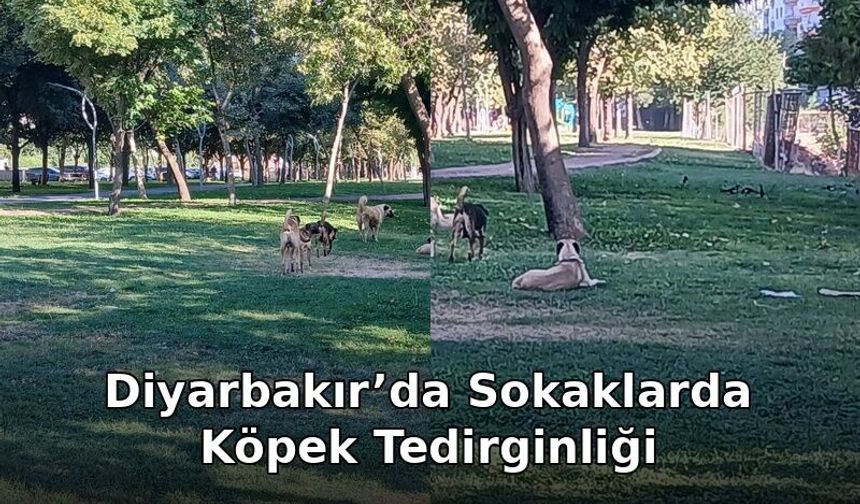 Diyarbakır’da Sokaklarda Köpek Tedirginliği: Vatandaşlar Çözüm Bekliyor