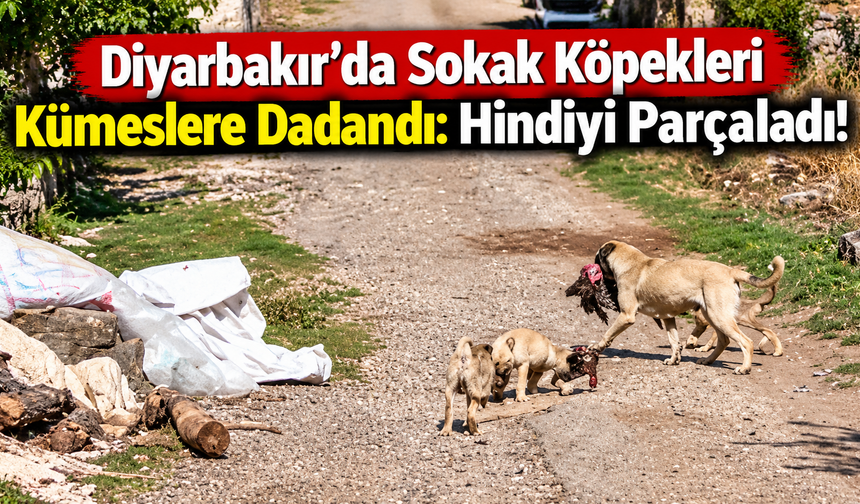 Diyarbakır’da Sokak Köpekleri Kümeslere Dadandı: Hindileri Parçaladı!