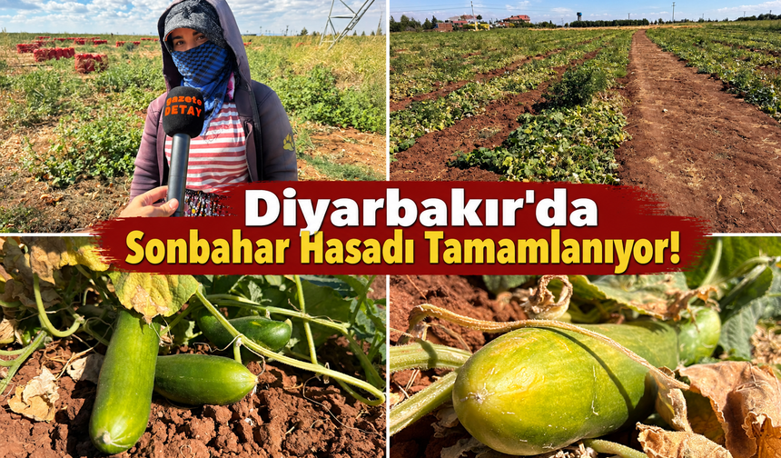 Diyarbakır'da Sonbahar Hasadı Tamamlanıyor!