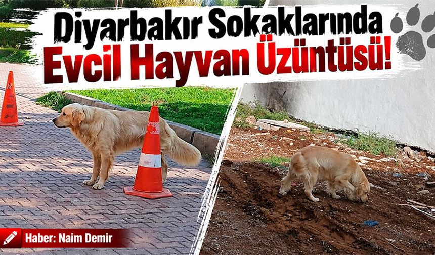 Diyarbakır Sokaklarında Evcil Hayvan Üzüntüsü!