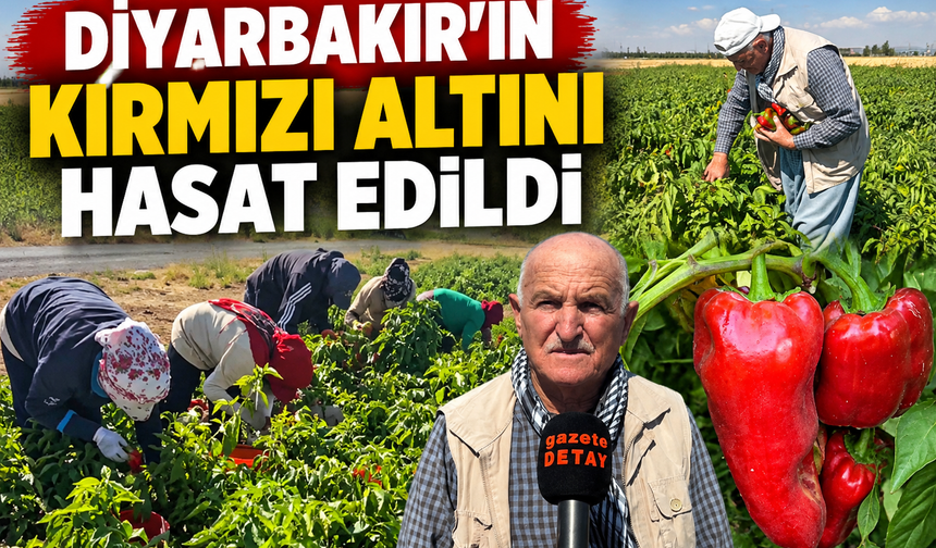 Diyarbakır’ın Kırmızı Altını Hasat Edildi
