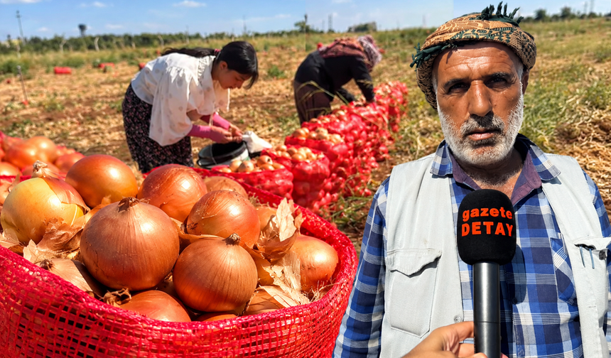 Diyarbakır’da soğan hasadı sürüyor: Rekolte düştü, üretici pazardan memnun
