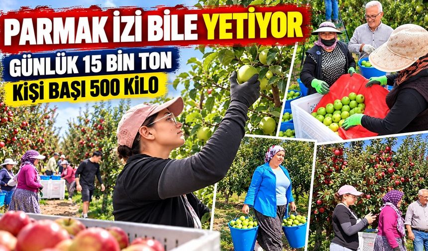 Gün doğmadan yola çıkıyorlar: Elmaları tek tek özenle topluyorlar