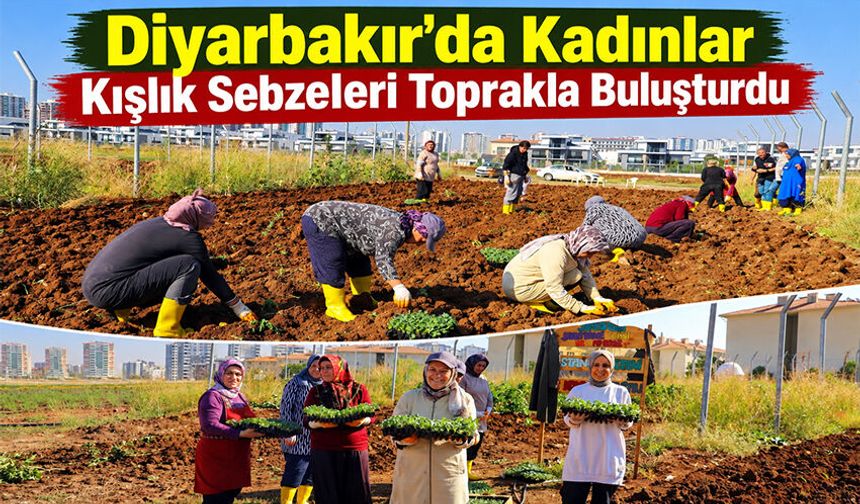 Diyarbakır’da Kadınlar Kışlık Sebzeleri Toprakla Buluşturdu