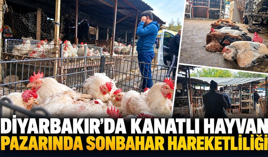 Diyarbakır’da Kanatlı Hayvan Pazarında Sonbahar Hareketliliği