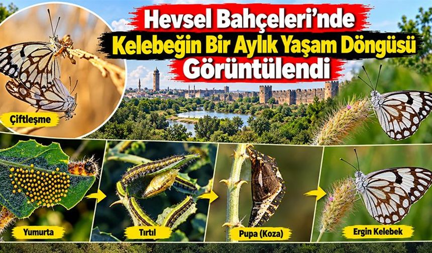Hevsel Bahçeleri’nde Kelebeğin Bir Aylık Yaşam Döngüsü Görüntülendi