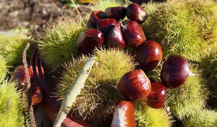 Kestane Hasadı Başladı: Metrelerce Yüksekte Zorlu Mesai