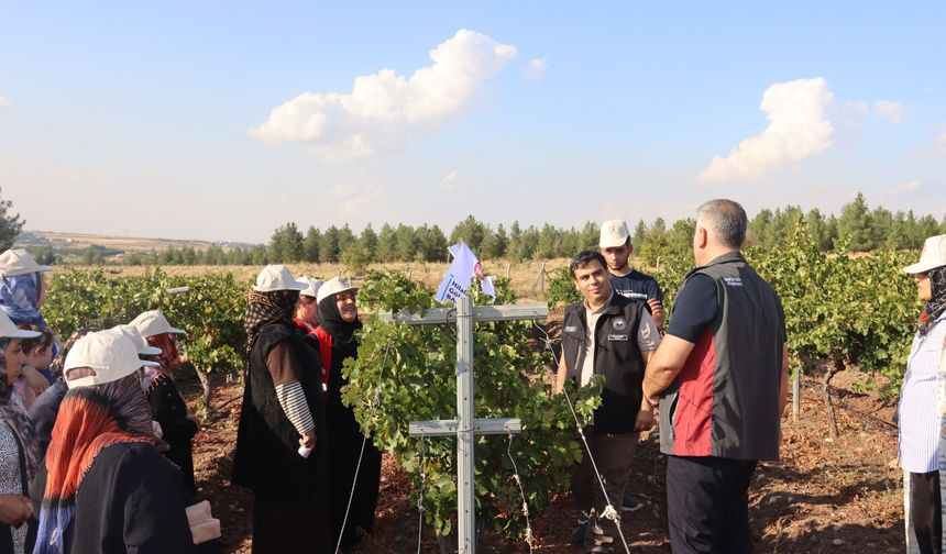 Diyarbakır’da Bağcılık İçin Uygulamalı Eğitim: Üzüm Hasadının Püf Noktaları Anlatıldı