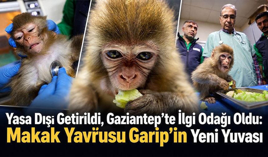 Yasa Dışı Getirildi, İlgi Odağı Oldu: Makak Yavrusu Garip’in Yeni Yuvası