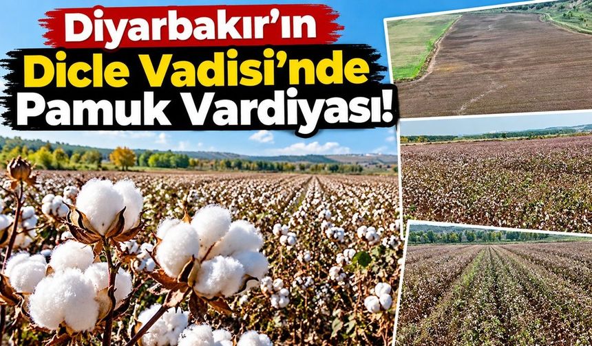 Diyarbakır’ın  Dicle Vadisi’nde Pamuk Vardiyası!