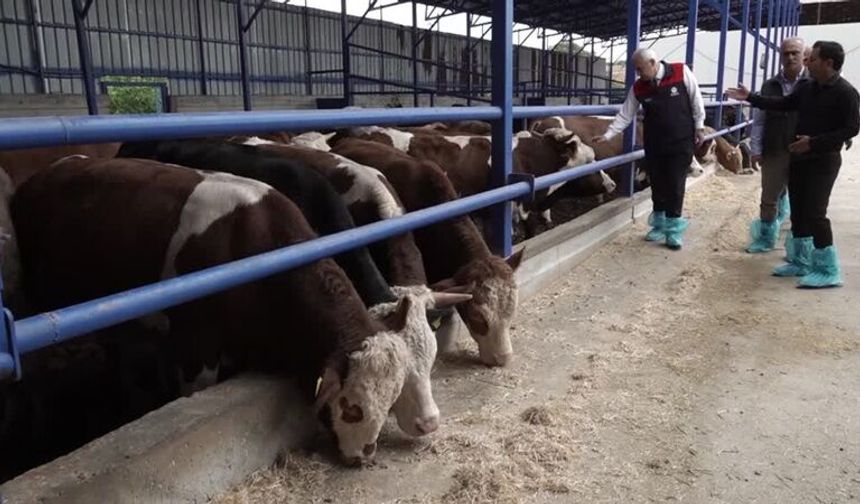 Malatya’da büyükbaş hayvanlara şap hastalığına karşı aşılama