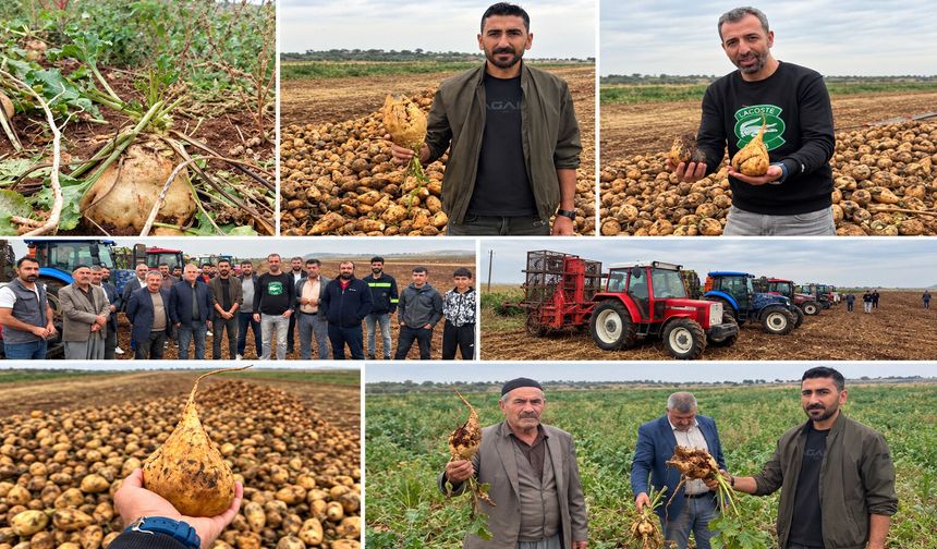 Diyarbakır’da şeker pancarında hasat başladı: Çiftçinin gözü fiyatta