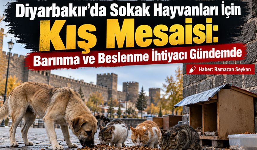 Diyarbakır’da Sokak Hayvanları İçin Kış Mesaisi: Barınma ve Beslenme İhtiyacı Gündemde