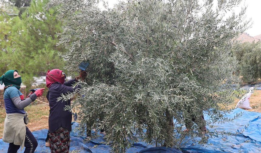 Mardin’de Tarihi Mekanda Zeytin Hasadı Başladı
