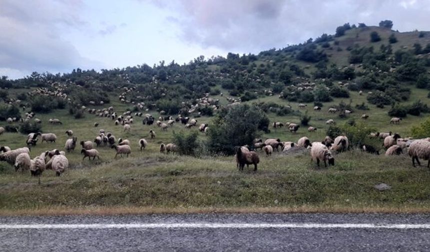 Koçerlerin  Şenyayla'ya yolculuğu başladı