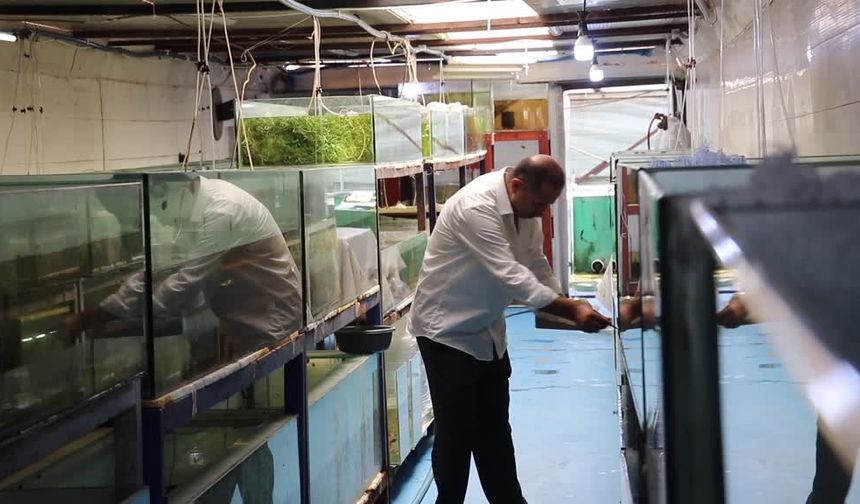 Akvaryum merakıyla başladığı balık yetiştiriciliğinde yıllık 2 milyon üretime ulaştı