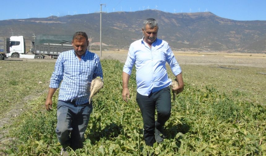 İslahiye ve Nurdağı’nda pancar hasadı başladı