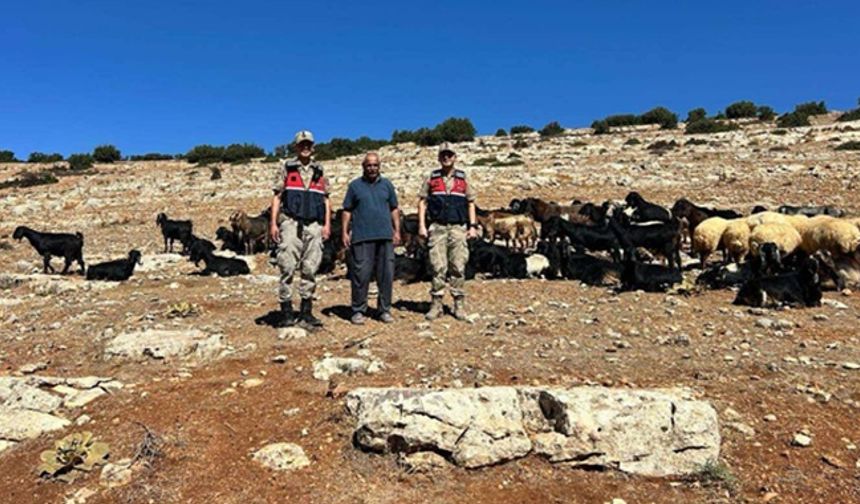 Kaybolan küçükbaş hayvanlar jandarma tarafından bulundu