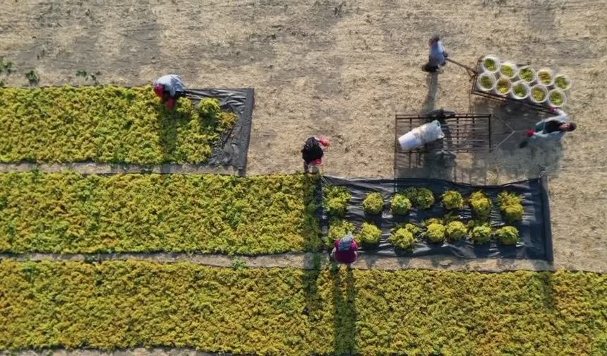 Türkiye’nin kuru üzüm ihracatı 546,5 milyon dolarla rekor kırdı