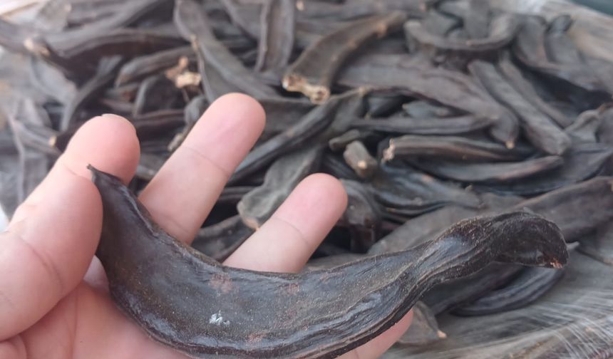 Diyarbakır’da şifa kaynağı keçiboynuzu tezgahlarda