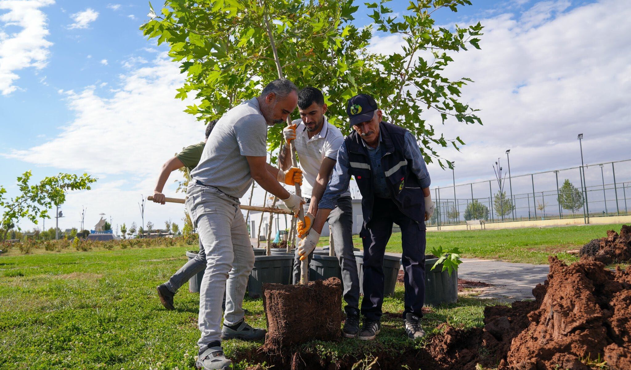Bağlar’da Yeşil Alanlar Artıyor, Çınarlar Toprakla Buluştu (2)