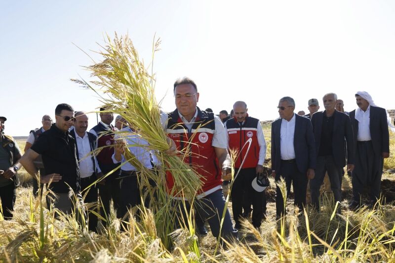 Bereket Karacadağ’dan Yükseldi Diyarbakır’ın Tescilli Pirincinde Hasat Zamanı (3) 800X534