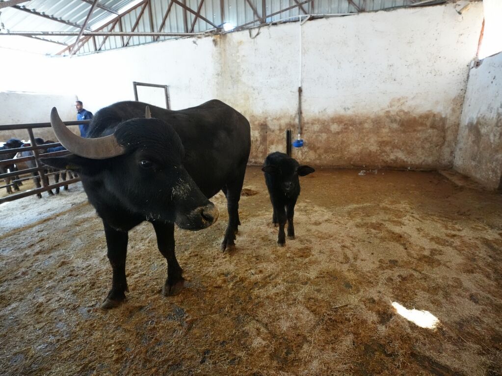 Diyarbakır’da Ikinci Kuşak İtalyan Manda Yavrusu Doğdu (2) 1023X768