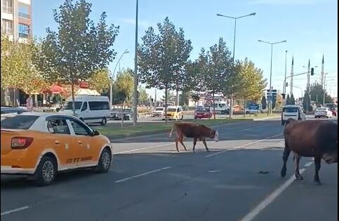 Inekler Mola