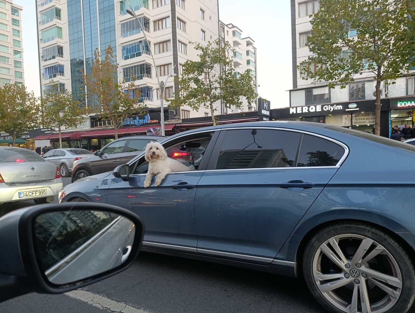 Sürücü Koltuğundaki Köpek Hem Güldürdü Hem Düşündürd (2)
