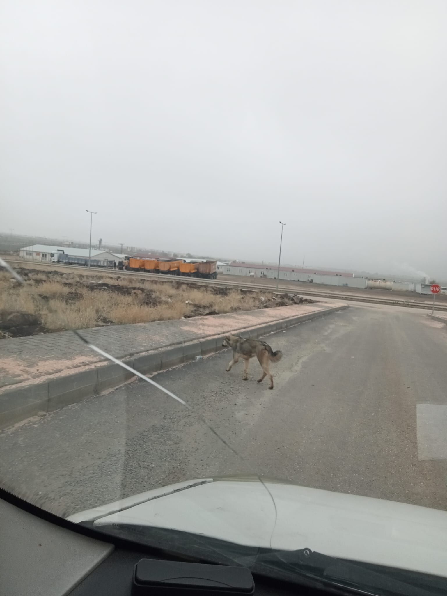 Basi Bos Köpekler (2)