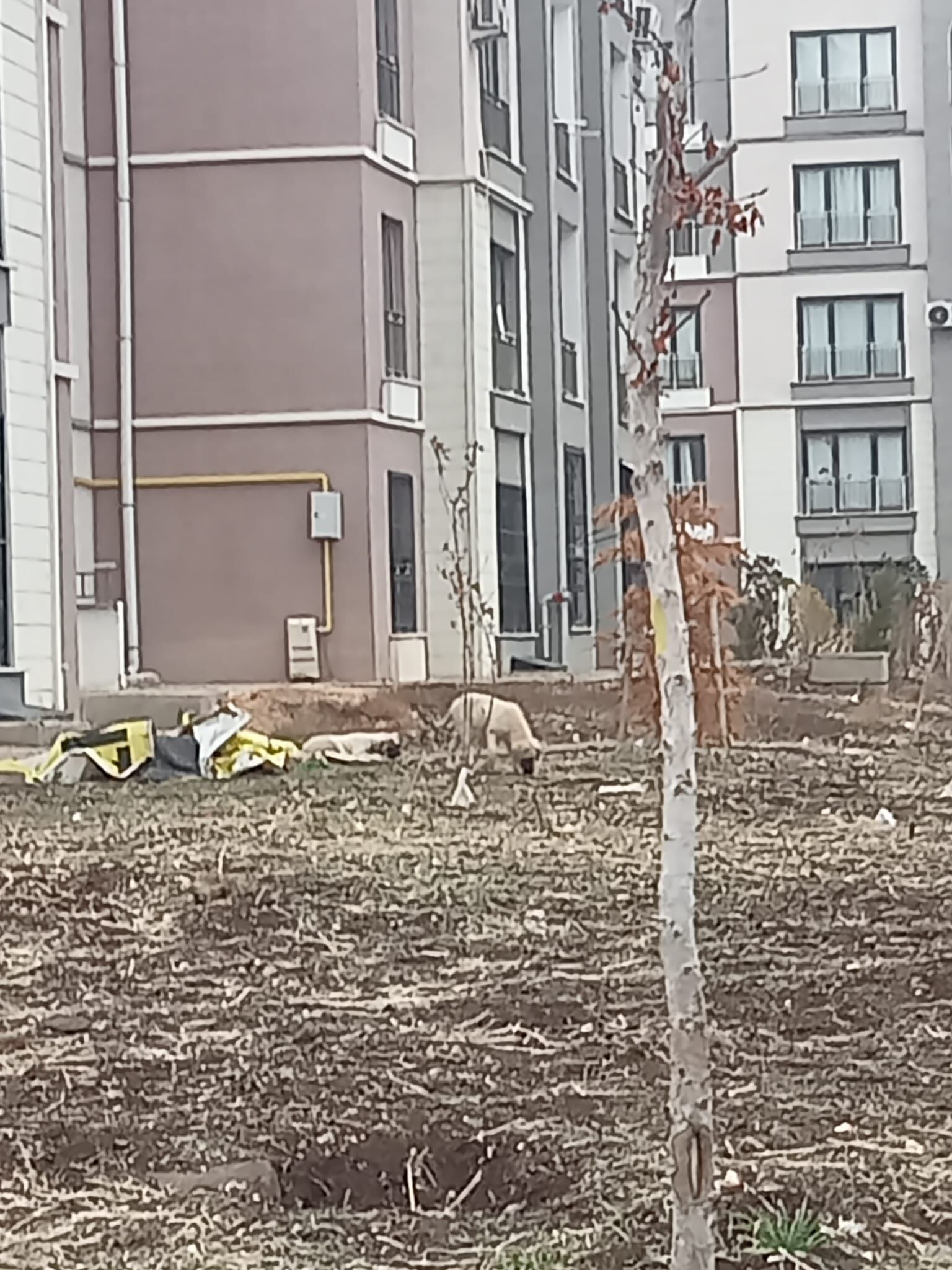Basi Bos Köpekler (3)