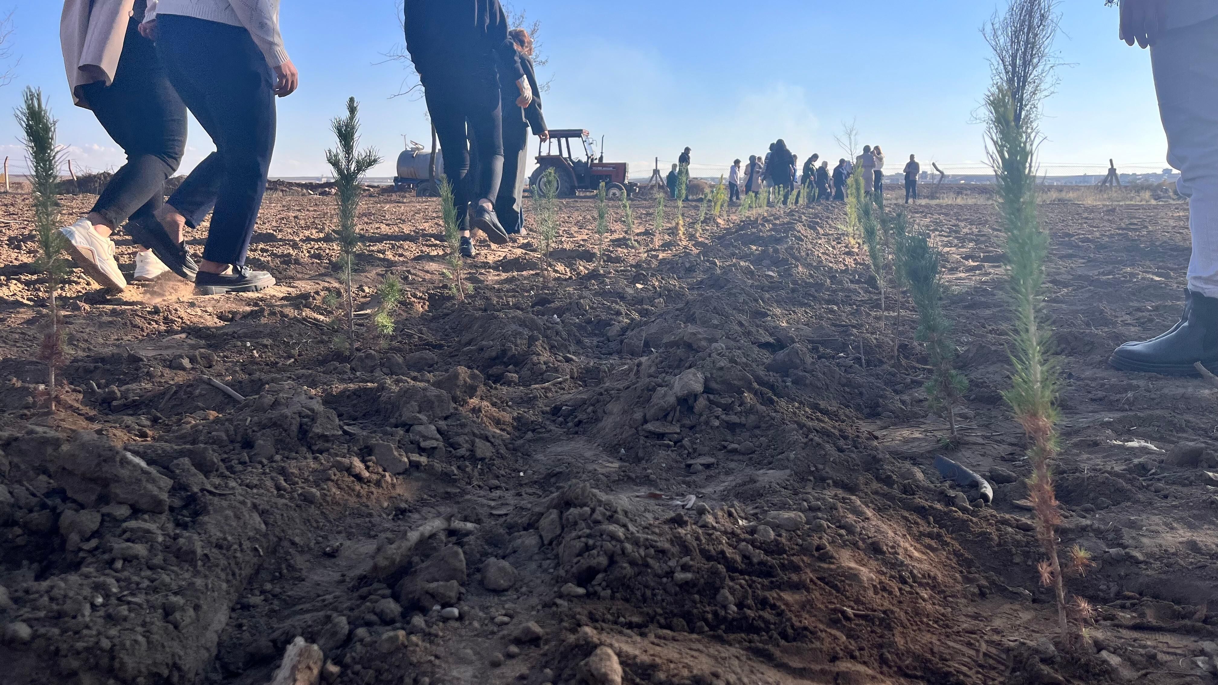 Bismil’de Kadın Mücadelesi Için Onlarca Fidan Toprakla Buluştu (1)