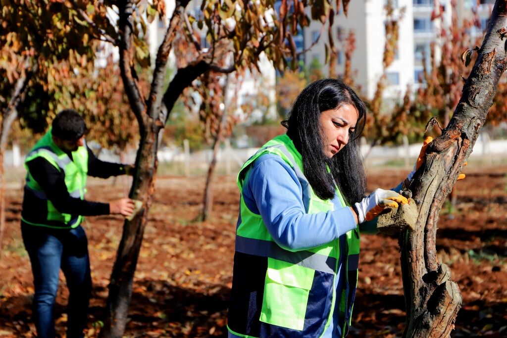 Diyarbakır’da Ağaçlar Özel Yöntemlerle Tedavi Ediliyor (3) 1024X683