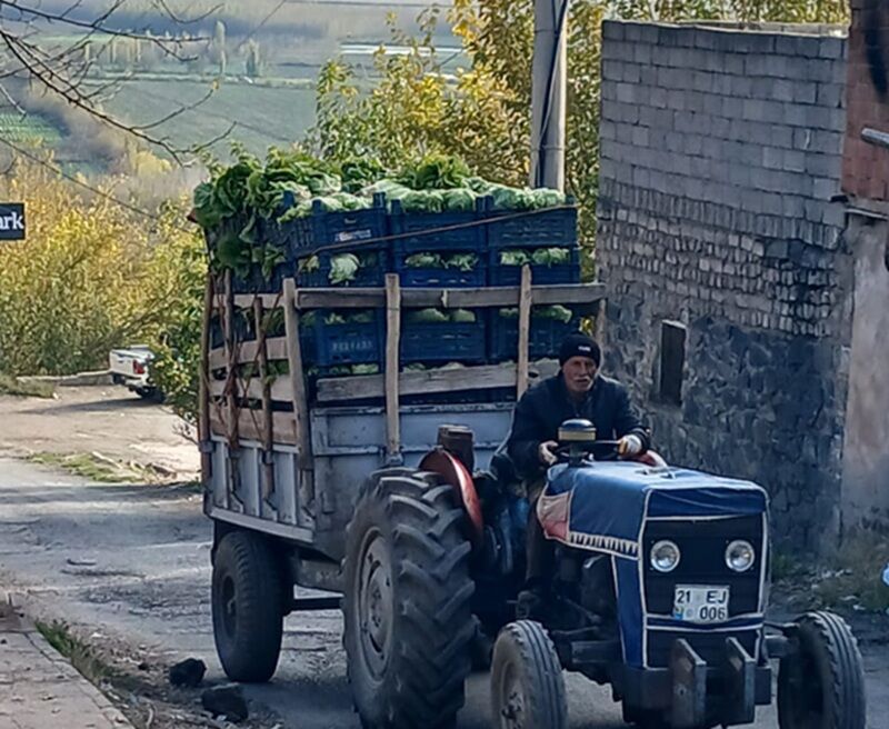 Hevsel Marul Hasadı 2