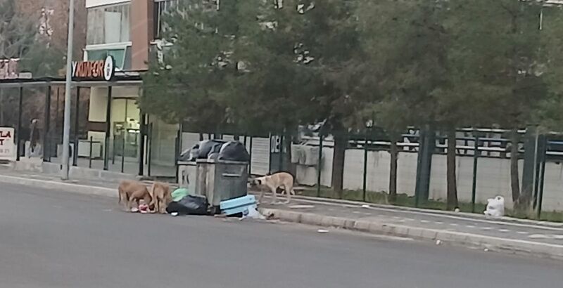 Sokak Köpekleri Çöpler.