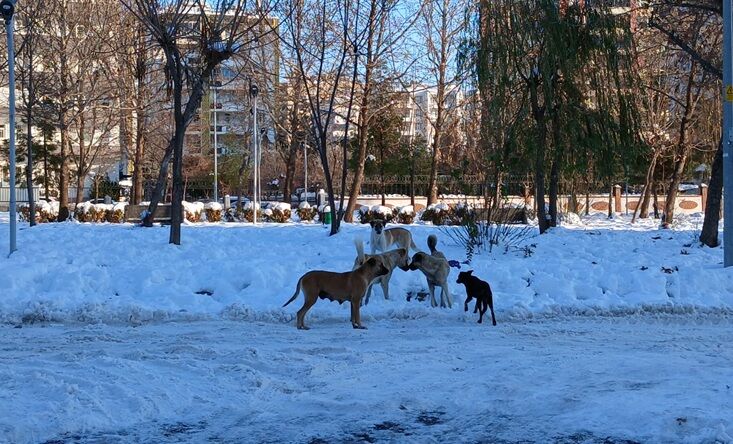 Aç Kalan Sokak Köpekleri̇