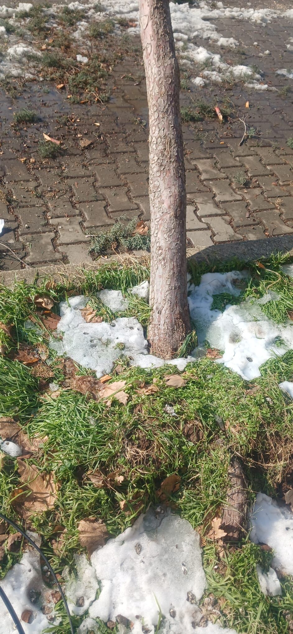 Agaclar (2)