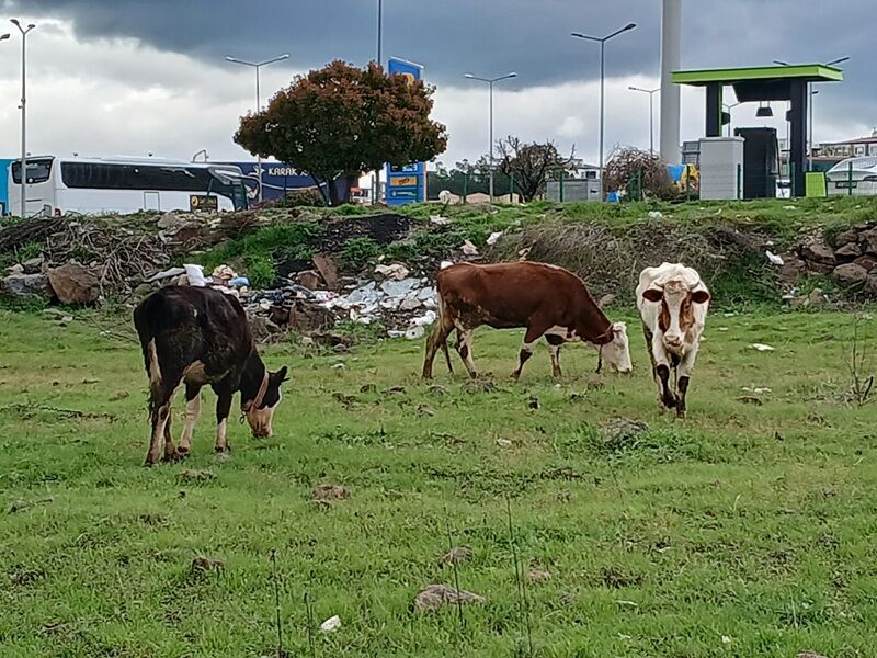 Başiboş İnekler 2