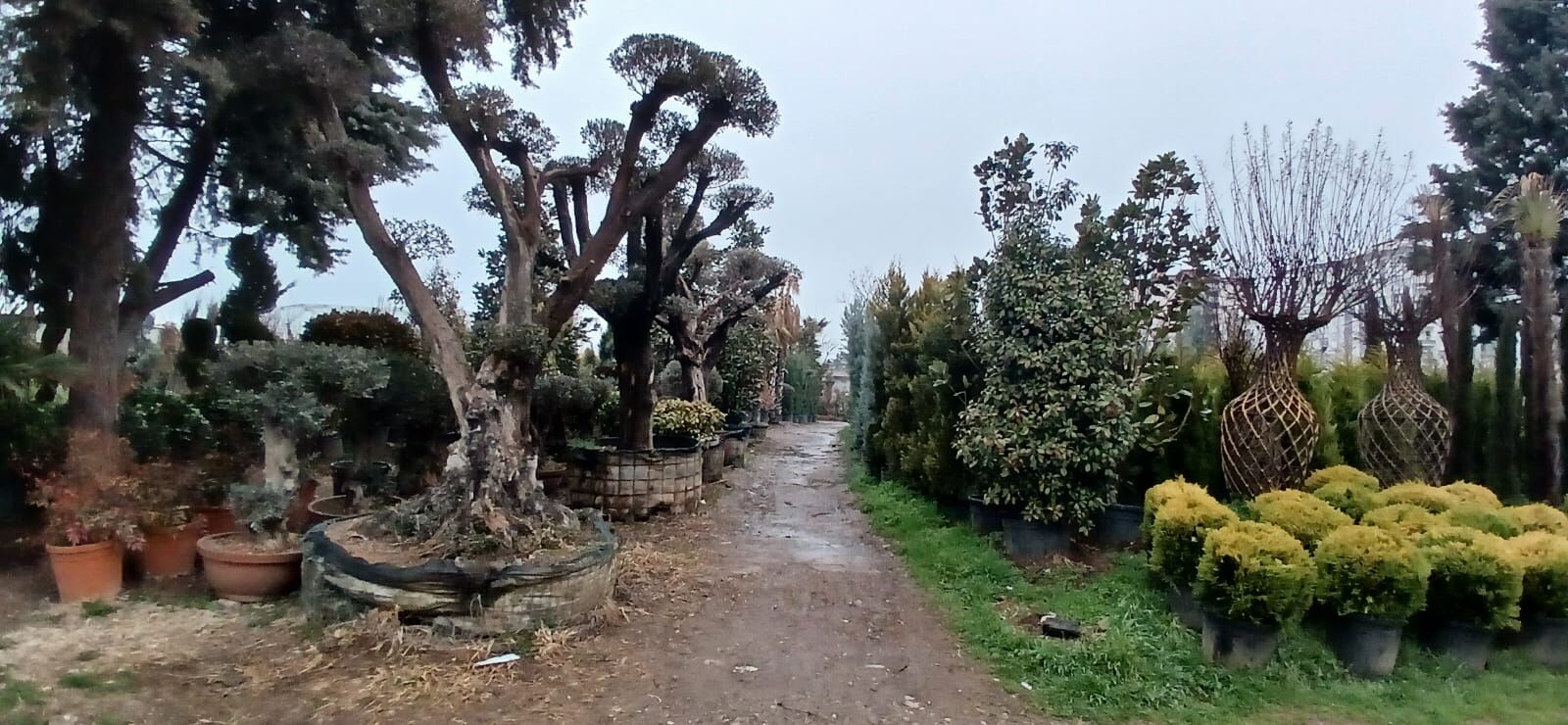 Diyarbakır’da Botanik Bitki Satış Parkı Baharla Birlikte Renklendi (4)