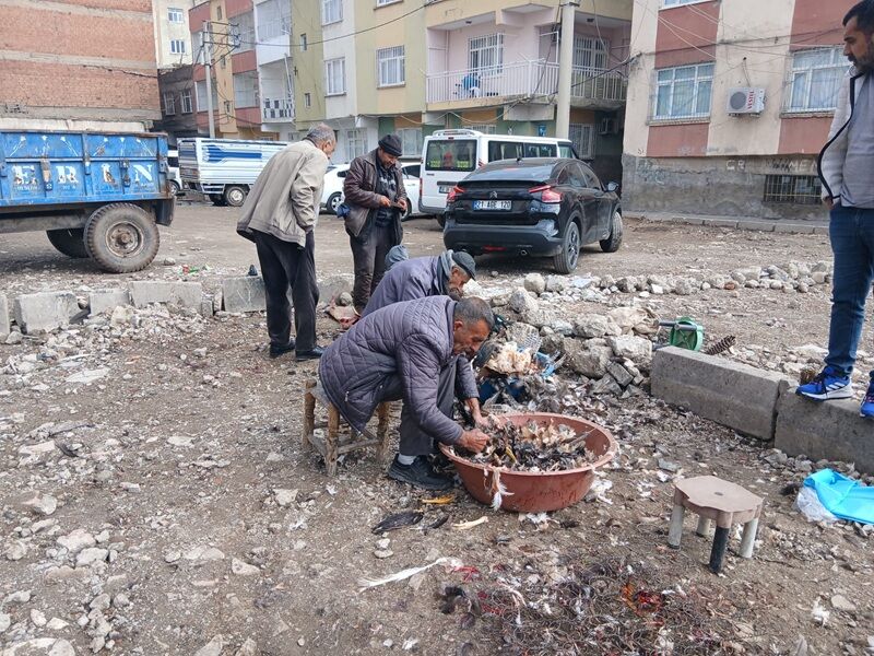 Organik Tavuk Fiyatları Düştü