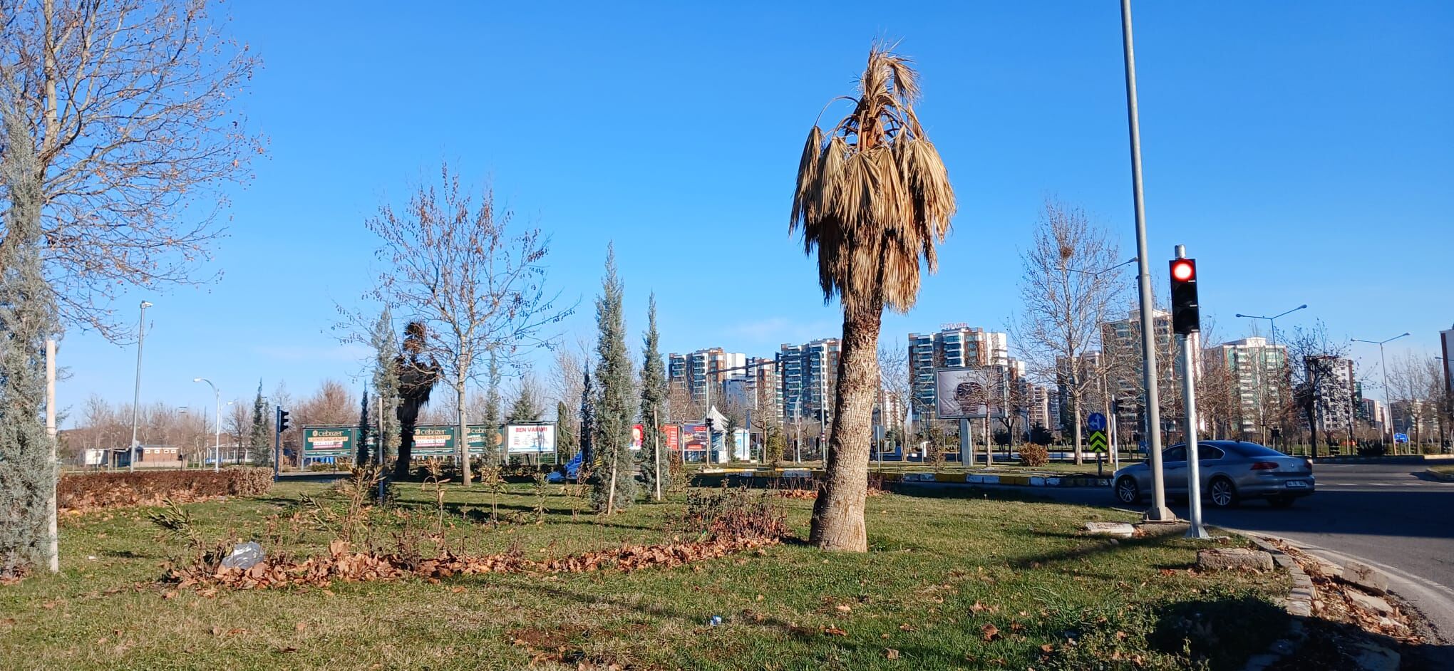 Palmiye Agaclari Kurudu (1)